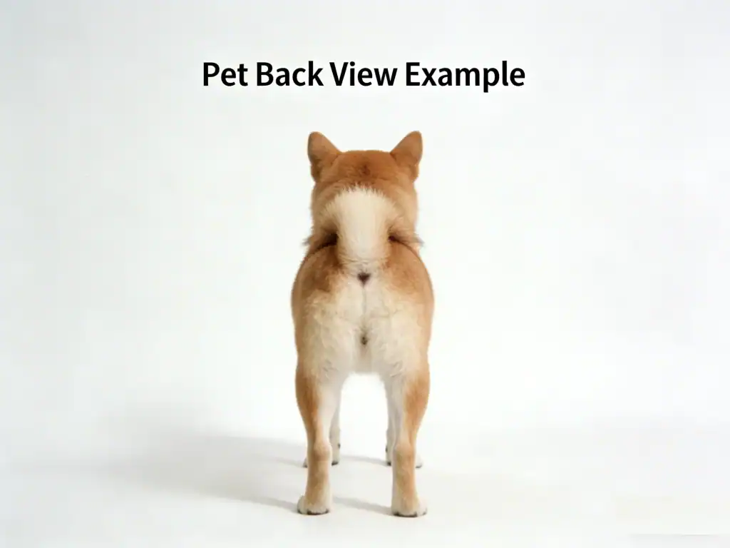 Photo Guide back view example