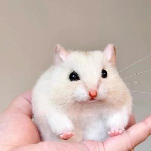hamster wool felt